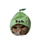 我が家の猫様②きぐるみ萌え（個別スタンプ：11）