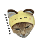 我が家の猫様②きぐるみ萌え（個別スタンプ：12）