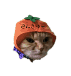 我が家の猫様②きぐるみ萌え（個別スタンプ：13）