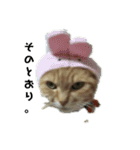 我が家の猫様②きぐるみ萌え（個別スタンプ：16）