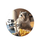 シマリスのくるる（個別スタンプ：12）