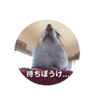 シマリスのくるる（個別スタンプ：13）