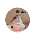 シマリスのくるる（個別スタンプ：16）