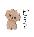 トイプードルのまりーちゃん（個別スタンプ：1）