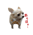 ニコスタンプNO3（個別スタンプ：4）