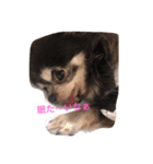 愛犬チロルスタンプ（個別スタンプ：1）