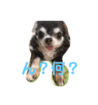 愛犬チロルスタンプ（個別スタンプ：2）