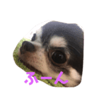 愛犬チロルスタンプ（個別スタンプ：3）