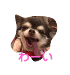 愛犬チロルスタンプ（個別スタンプ：4）