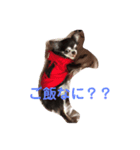 愛犬チロルスタンプ（個別スタンプ：5）