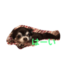 愛犬チロルスタンプ（個別スタンプ：6）