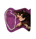 愛犬チロルスタンプ（個別スタンプ：7）