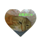 猫が色々しゃべります（個別スタンプ：3）