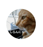 猫が色々しゃべります（個別スタンプ：5）