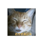 猫が色々しゃべります（個別スタンプ：6）