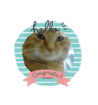 猫が色々しゃべります（個別スタンプ：7）