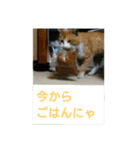 猫が色々しゃべります（個別スタンプ：8）