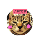 komugi0920（個別スタンプ：6）