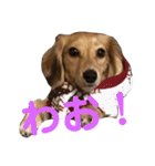 ベルちゃんスタンプだよ（個別スタンプ：14）