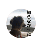 ベルちゃんスタンプだよ（個別スタンプ：24）