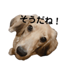 ベルちゃんスタンプだよ（個別スタンプ：29）