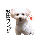 トイプードルズ（個別スタンプ：1）