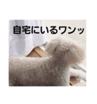 トイプードルズ（個別スタンプ：6）
