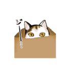 三毛猫リーちゃんのスタンプ（個別スタンプ：10）