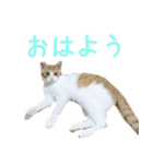 茶白猫の会話（個別スタンプ：1）