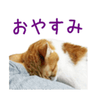 茶白猫の会話（個別スタンプ：2）