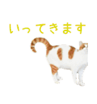 茶白猫の会話（個別スタンプ：3）