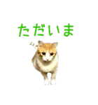茶白猫の会話（個別スタンプ：4）