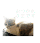 茶白猫の会話（個別スタンプ：5）