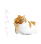 茶白猫の会話（個別スタンプ：6）