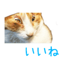 茶白猫の会話（個別スタンプ：7）