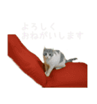 茶白猫の会話（個別スタンプ：9）