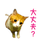 茶白猫の会話（個別スタンプ：12）