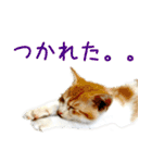 茶白猫の会話（個別スタンプ：13）