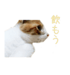茶白猫の会話（個別スタンプ：15）