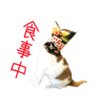 茶白猫の会話（個別スタンプ：16）