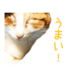 茶白猫の会話（個別スタンプ：17）