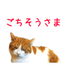 茶白猫の会話（個別スタンプ：18）