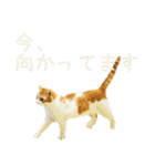 茶白猫の会話（個別スタンプ：19）