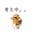 茶白猫の会話（個別スタンプ：20）
