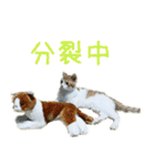 茶白猫の会話（個別スタンプ：23）