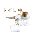 茶白猫の会話（個別スタンプ：24）
