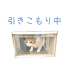 茶白猫の会話（個別スタンプ：25）