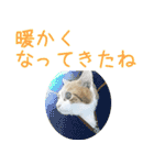 茶白猫の会話（個別スタンプ：28）