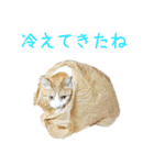 茶白猫の会話（個別スタンプ：30）