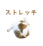 茶白猫の会話（個別スタンプ：31）